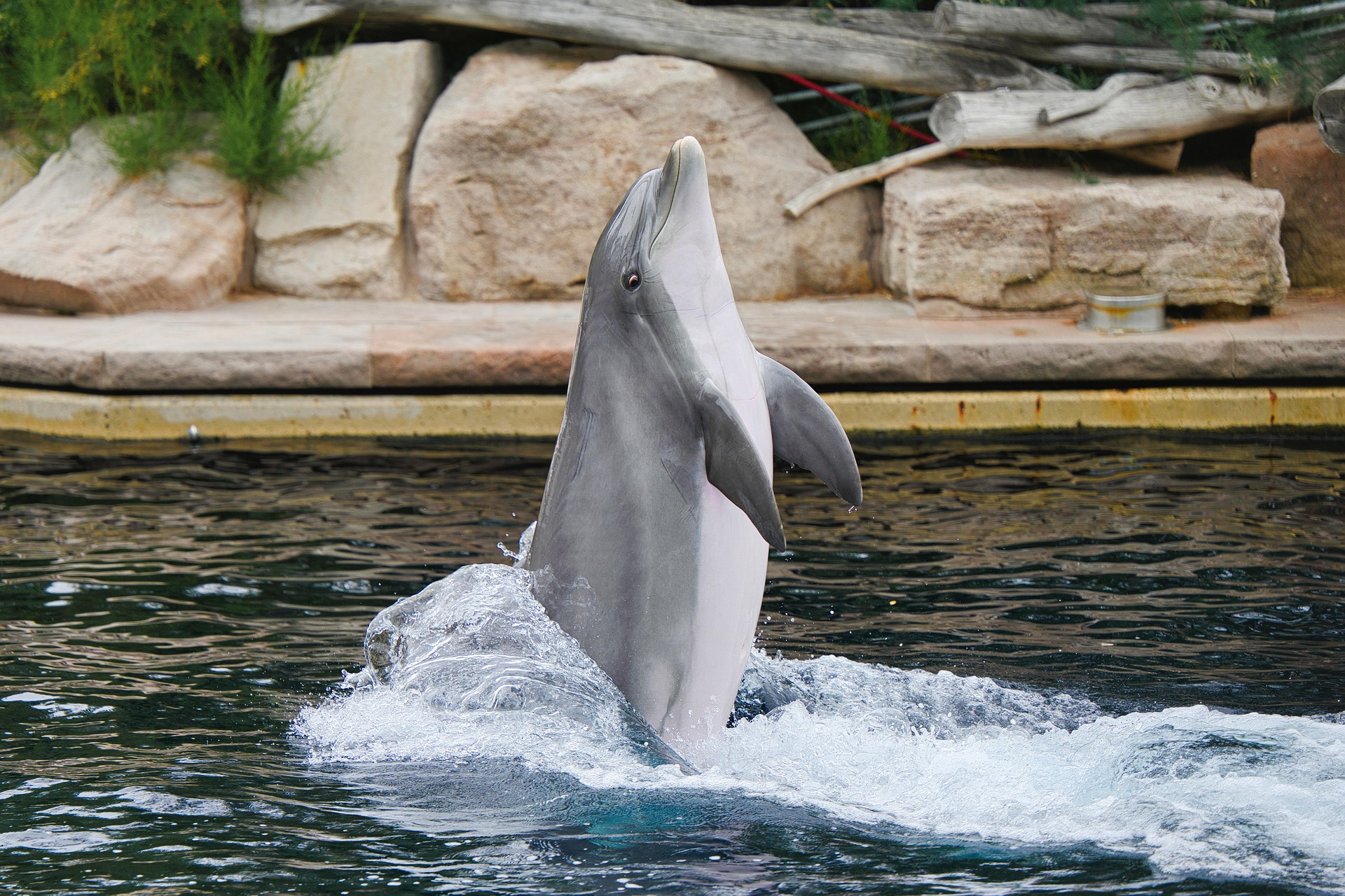 dolphin