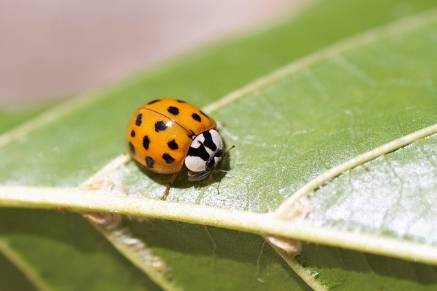 insects