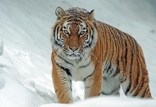 tiger