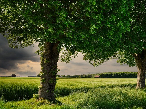 trees